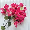 Cerise