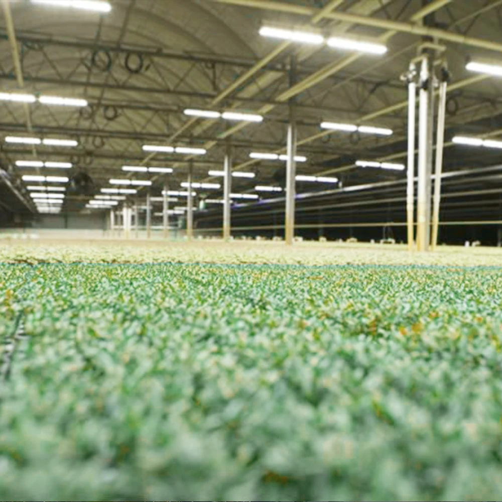 Mester Гидропоника коммерческие комнатные высокие Ppfd Diy бар УФ ИК вертикальные сельскохозяйственные лампы полного спектра для выращивания