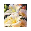 สีขาว ---#4