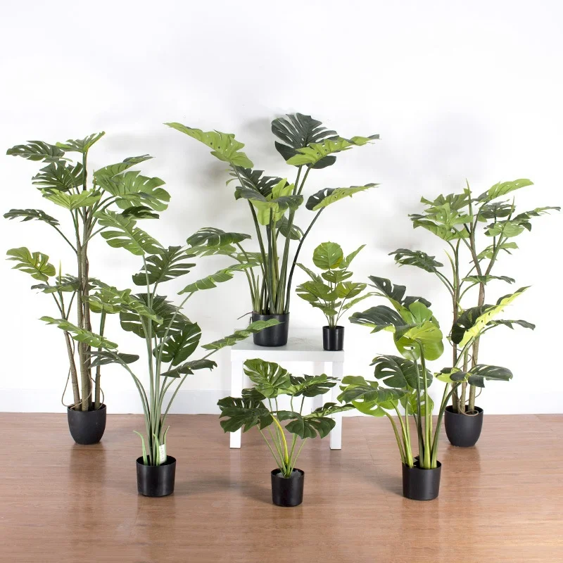 panaschierte monstera kaufen Monstera Standleyana 