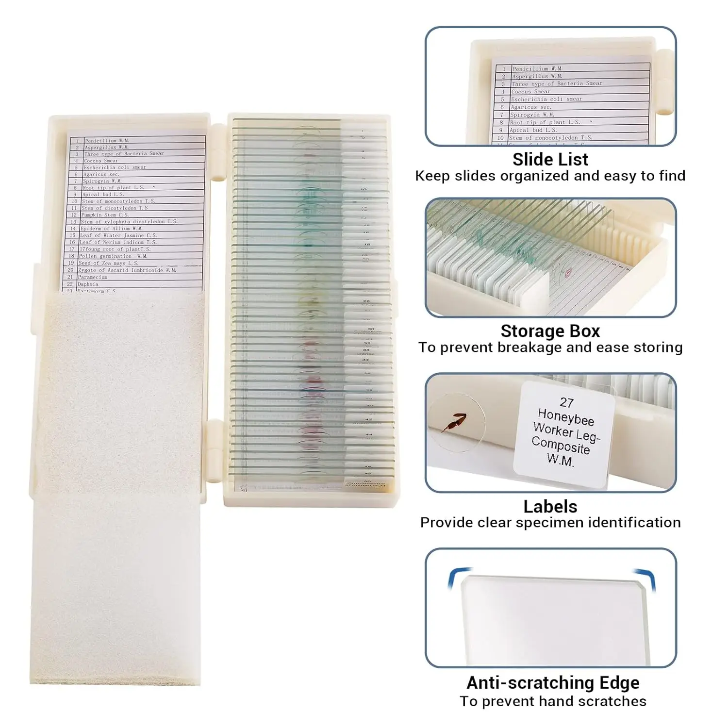 Biology Animal Zoology Siphoning Mouthpart Of Butterfly Basic Level
