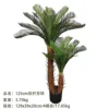 125cm double-stemmed cycad