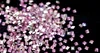 Rosa cristal SQ--2mm