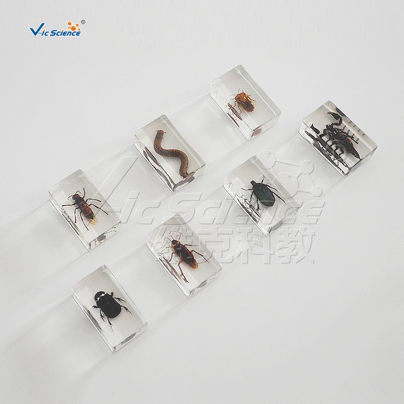 Обучающий образец настоящего насекомого из смолы