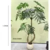 2026-03 Spring Taro