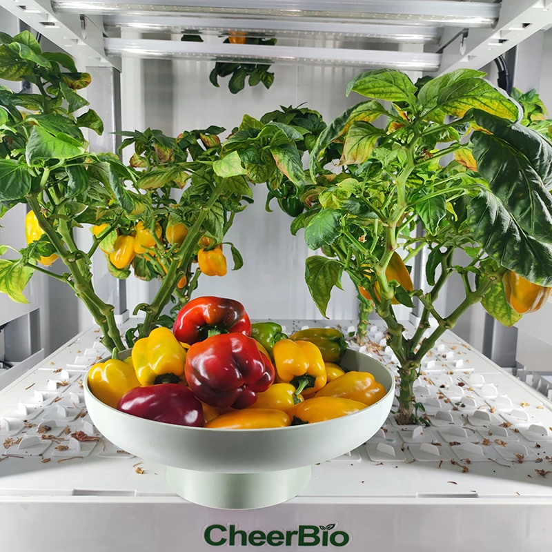 Container Farming Rectangular Channel for Vegetable Growing Indoor Hydroponics Automatic System