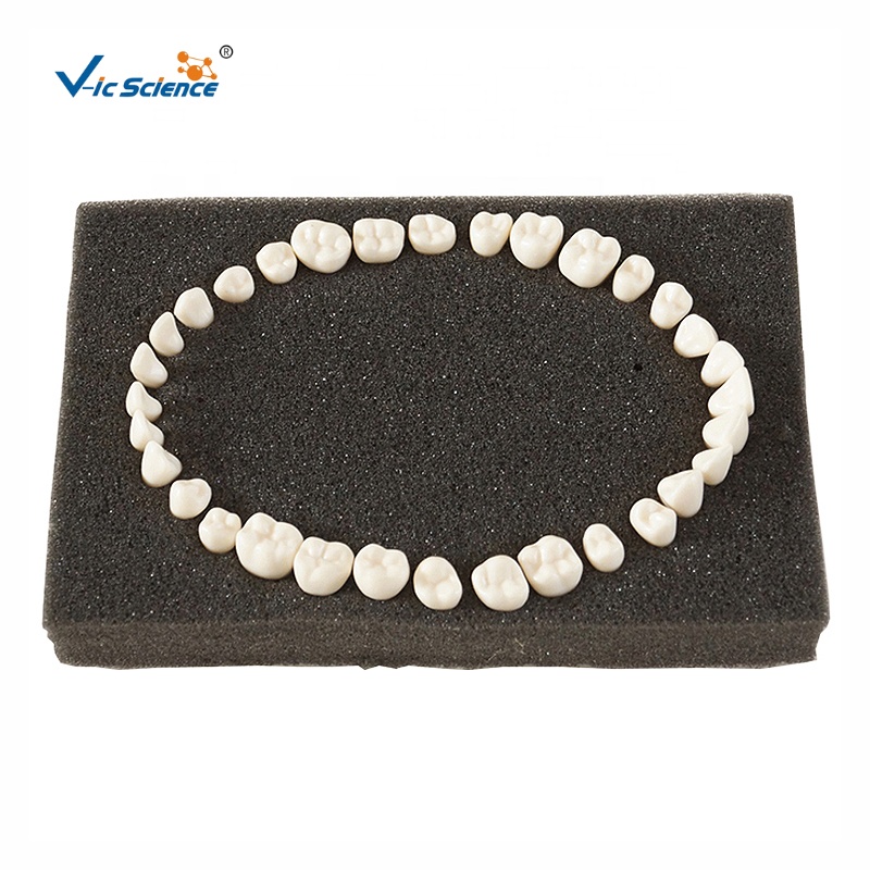 Продвинутая модель зубов typodont Стоматологическая обучающая модель человеческого зуба анатомическая модель медицинской науки