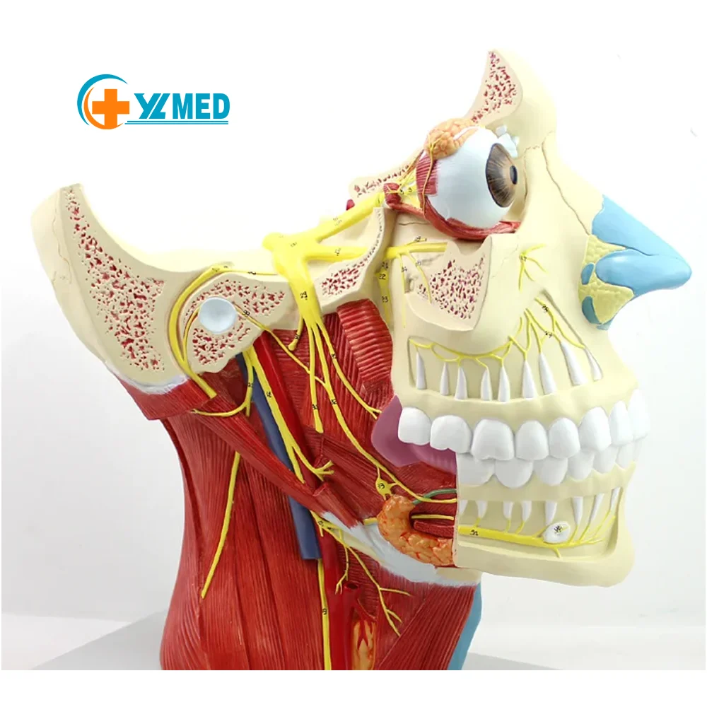 Cranial Nerve Distribution in Medical Teaching Model of Head and Neck