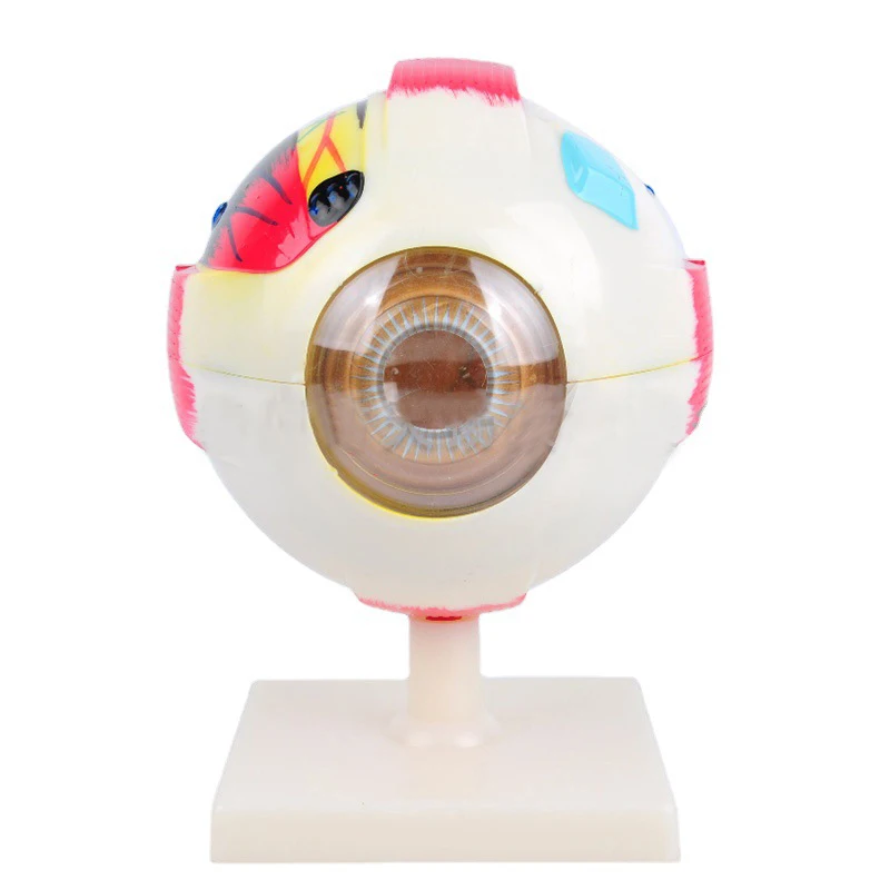 product teaching resources medical science human eyeball model-3