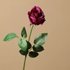 Rosa roja