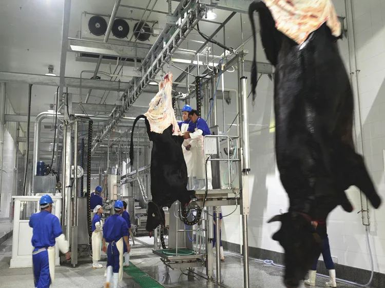Total solution cattle slaughterhouse solutions - humane and halal processing