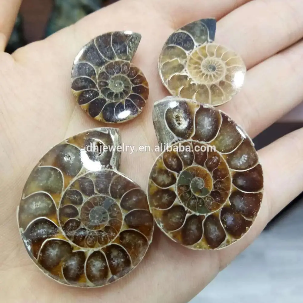 Wholesale Natural Madagascar Small Ammonite Fossil Nautilus Shell Cut Slices Specimen Pendant Buy Ammonite Fossil Specimen Pendant Product On Alibaba Com