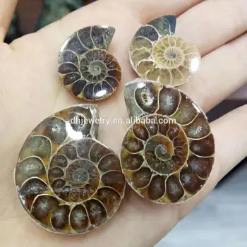 wholesale natural madagascar small ammonite fossil nautilus shell cut slices specimen pendant