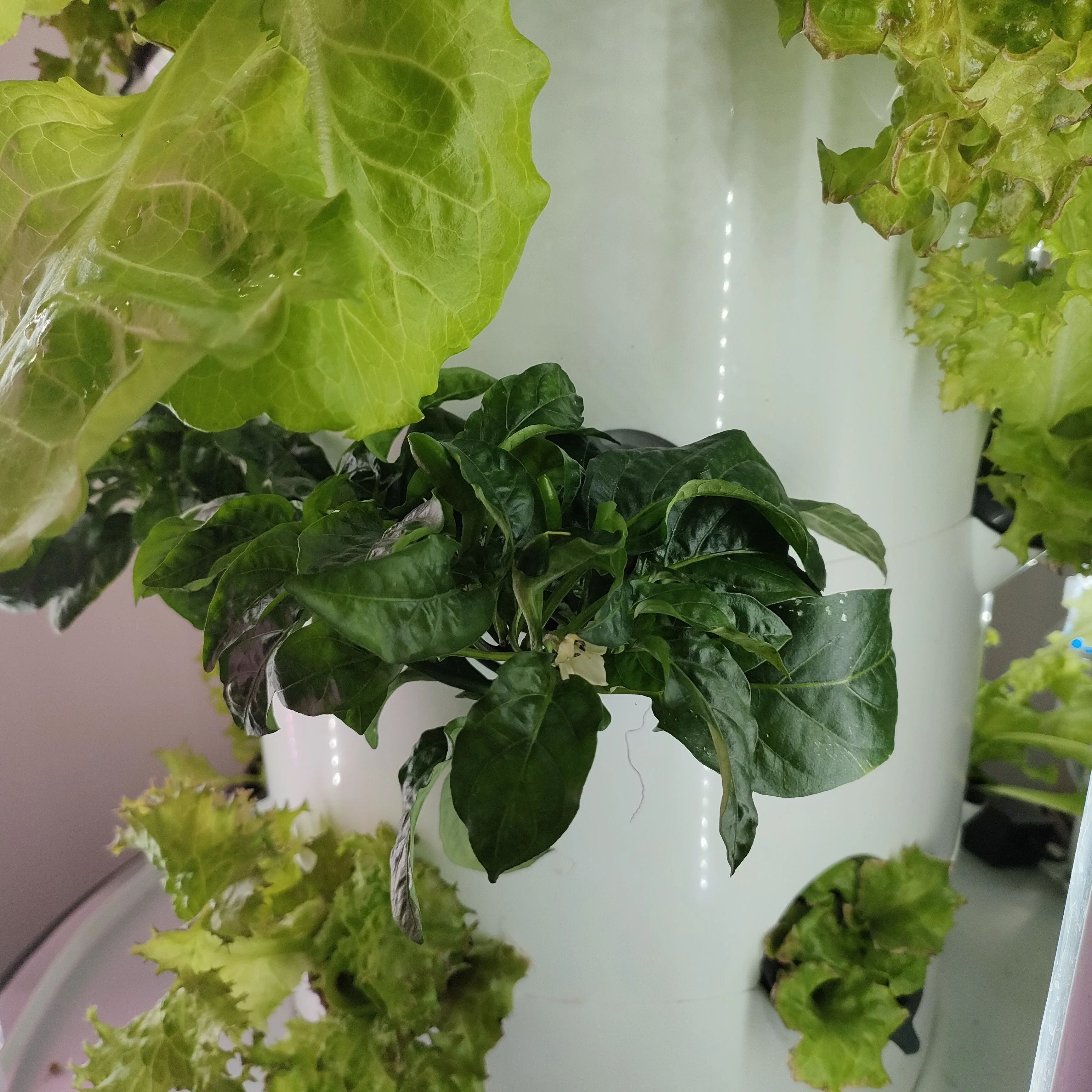 Easy Assembly and Fully Automatic Hydroponic Tower Garden System with LED Growing Lamps