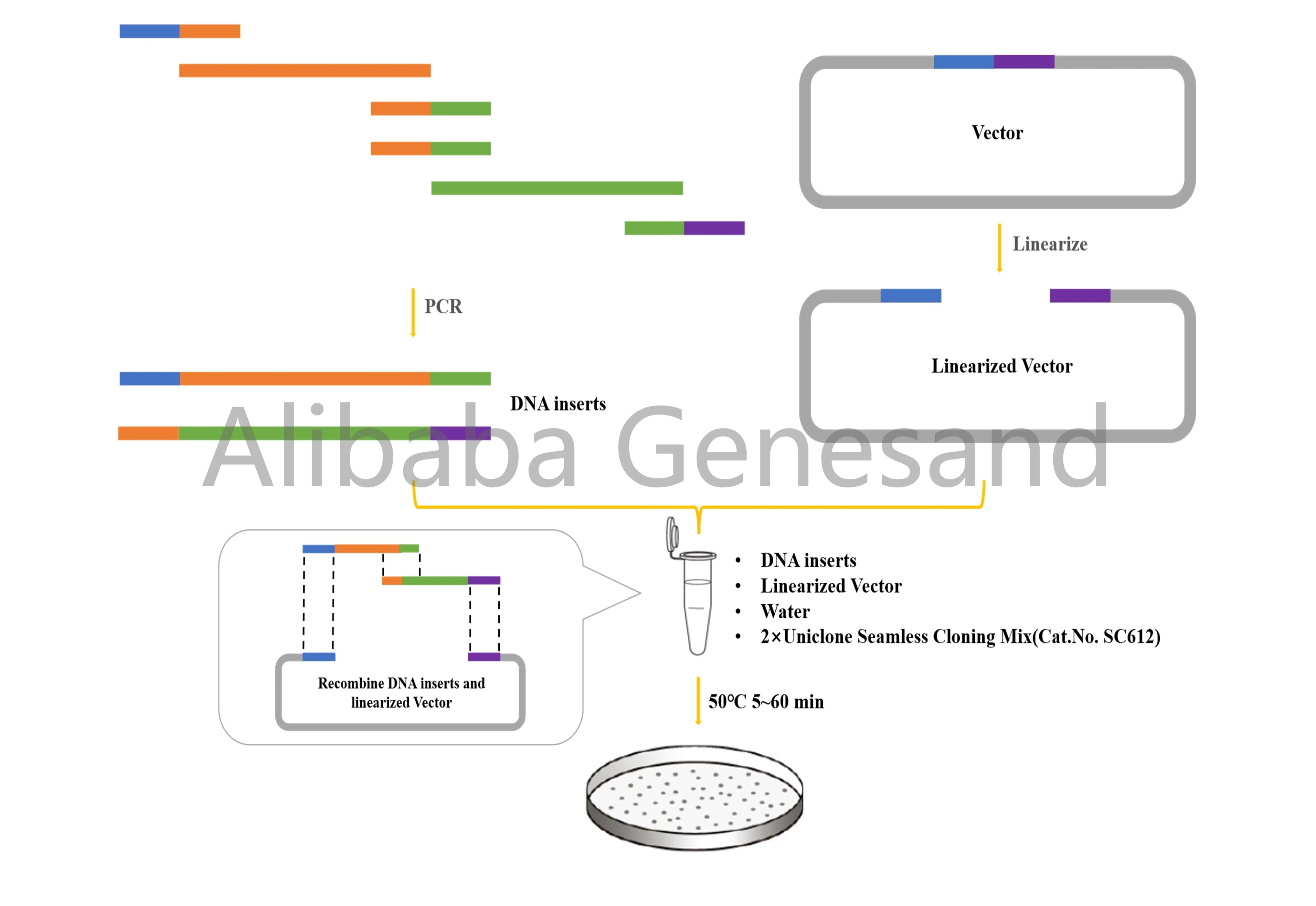 Uniclone One Step Seamless Cloning Kit Cloning Kit For Dna Molecular ...