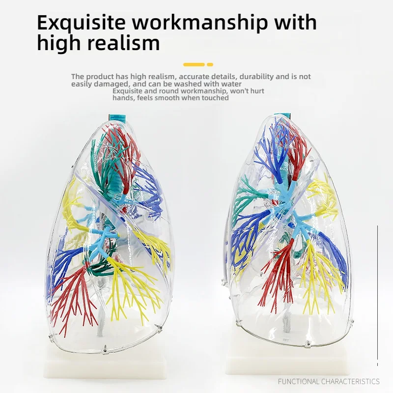 Transparent Lung Model with Bronchial Tree Structure