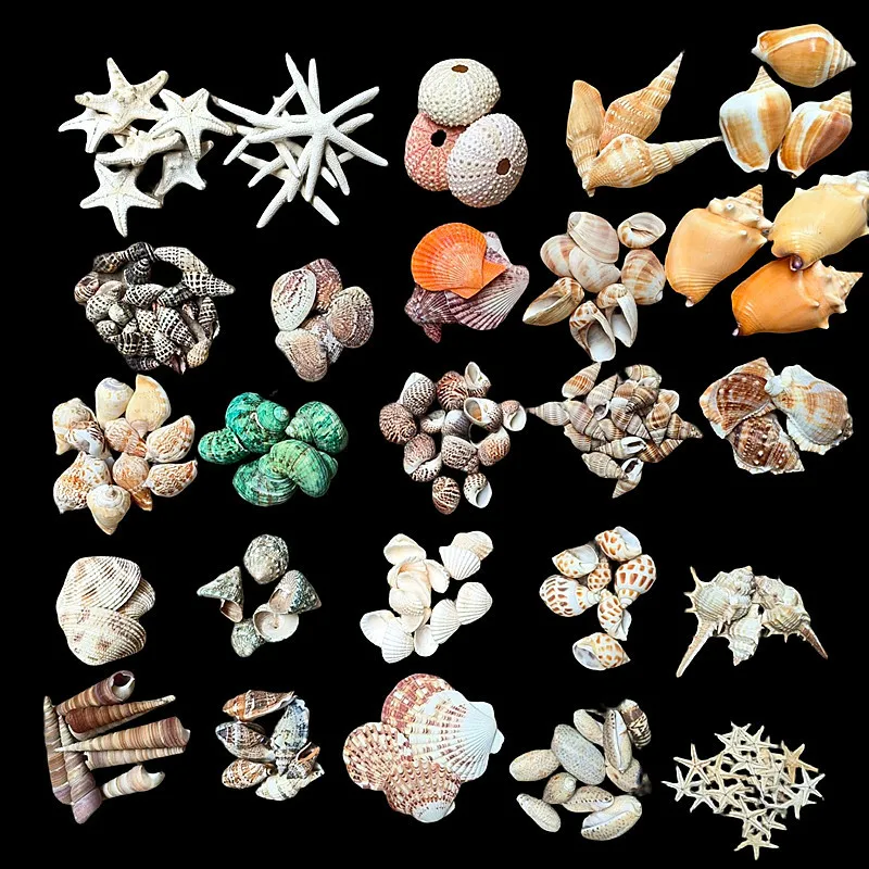 1-2 cm Natural Mini Small Sea Conch Shells for Crafts Wedding Decor Beach Theme Party Fish Tank and Vase Filler Home Decor