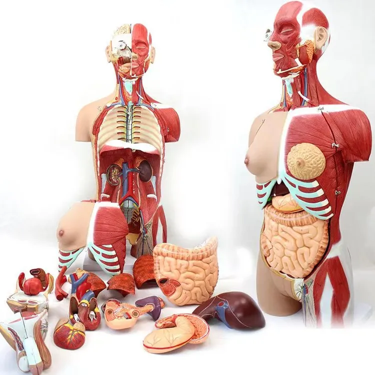 Skeleton Human Anatomy Torso Model - 4D Anatomical Assembly