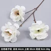 Trois blancs