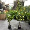 L'albero di limone è alto 90 cm