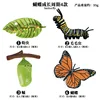 4-Piece Butterfly Life Cycle Set