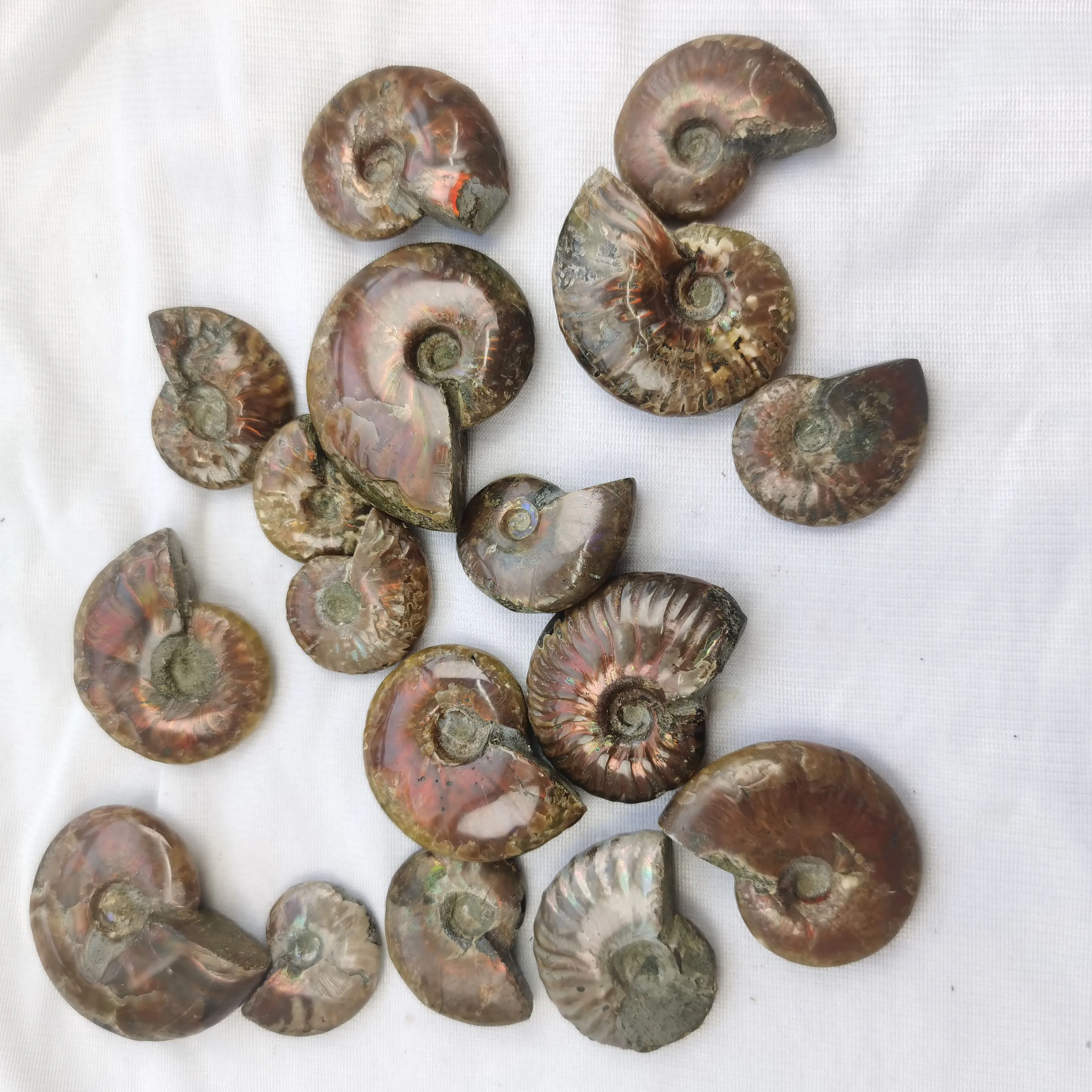 Top Quality Ammonite Fossil Stone with Rainbow Specimen