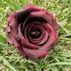 teste di fiori