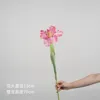 Tulipe perroquet simple - Rose