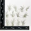 MH715 Love in a mist leaf Natural green