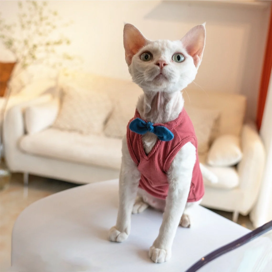 Hairless Cat Summer T-Shirt Vest – Sleeveless Cotton Pullover For Sphynx, Devon Rex Cats (Navy Blue, XL) - View #8