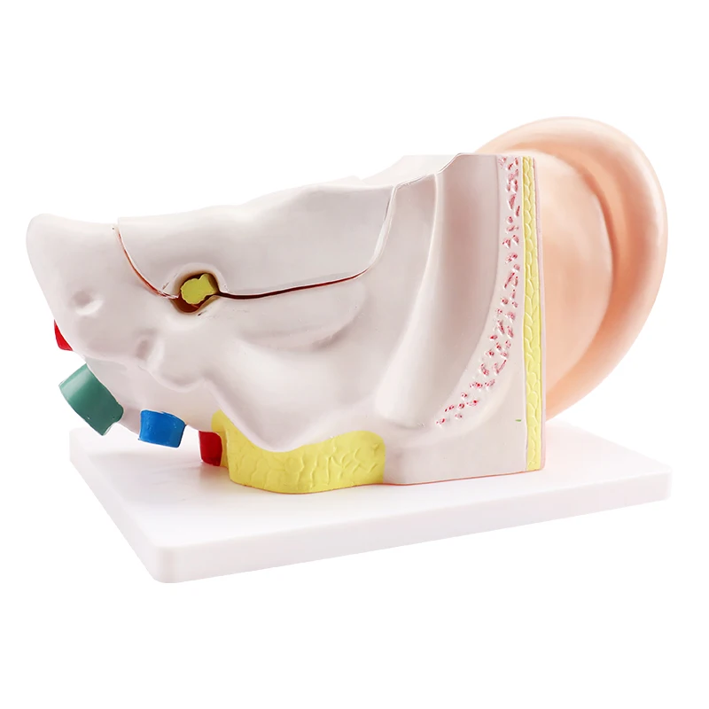 Anatomy Model Educational Anatomy Models For Medical Students Ear