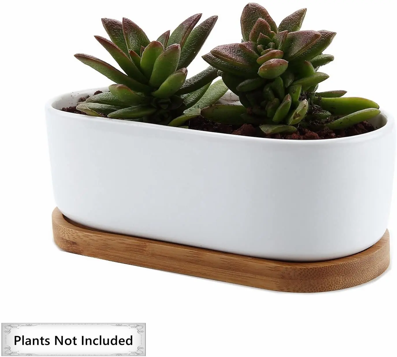 一套2个椭圆形仙人掌植物持有人容器为家庭办公室装饰小白色多肉植物花盆与竹托盘 Buy 带托盘的多肉植物花盆 带托盘的陶瓷盆 仙人掌植物架