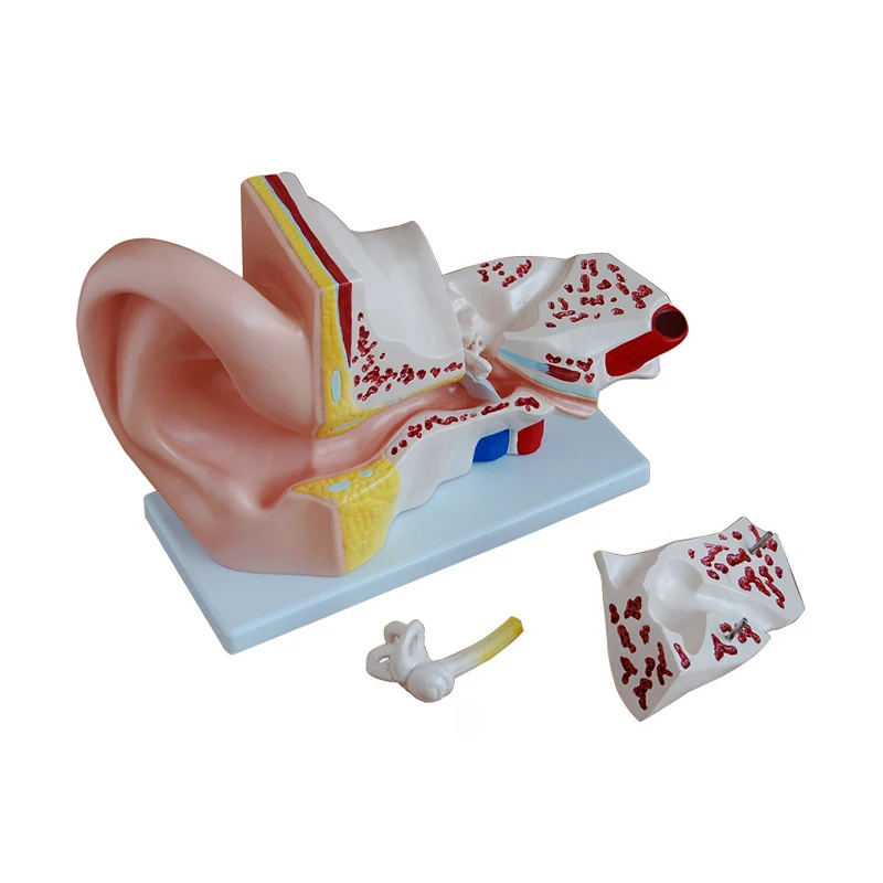 Human Giant Anatomical Ear Model 4 Parts For Medical Education