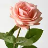 Champagne Pink