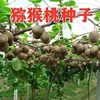 Confezione in pellicola trasparente ppd ecologica: 100 semi di kiwi