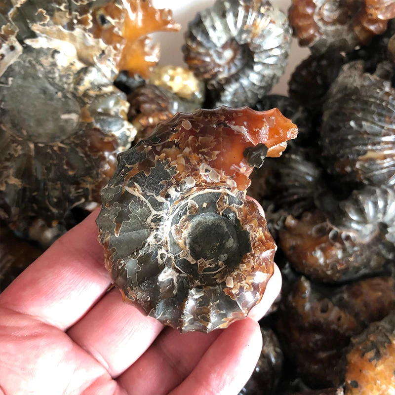 High Quality Natural Marisa Cornuarietis Ammonite Madagascar Specimen Decoration