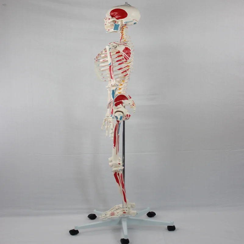 Medical Science Adult Skeleton Half Attached to Muscle Starting and ...