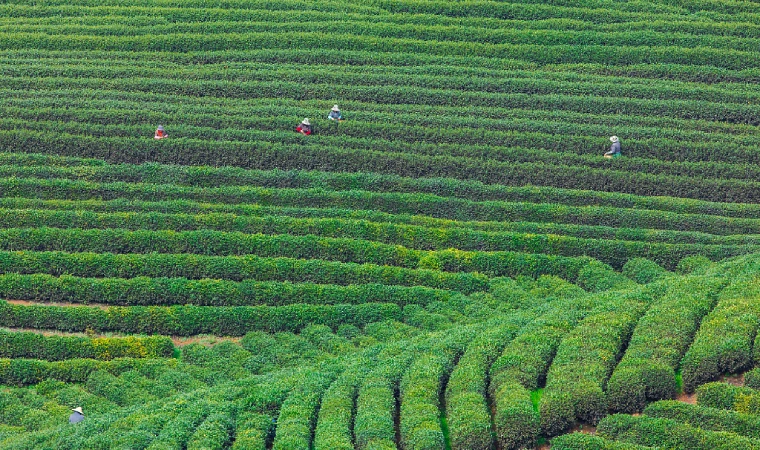 浙江金华抹茶出口“热” 今年一季度同比增50%