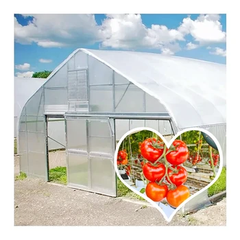 Agriculture Greenhouse Tunnel Single-Span Greenhouse With Ventilation System For Tomatoes Planting