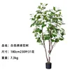 ต้นไฮเดรนเยียสีขาว สูง 180 ซม. (230 ใบ 31 ดอก)