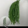 Plantas verdes colgando sauce pino