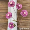 Purple melaleuca peony