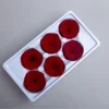 Burgundy 5-6cm