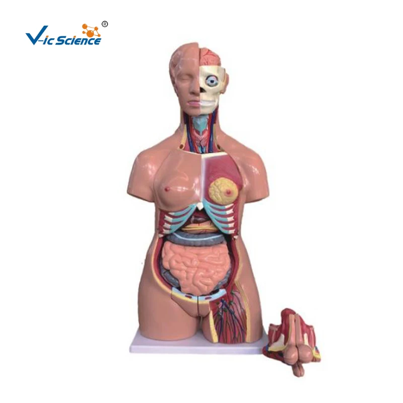 sexpuppe torso mit kopf 40 Parts Dual Sex Life Size Torso with Open Back Human Torso Model Without  Head Sexless Human Torso