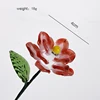 January Carnation
