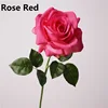 Rosa rossa