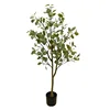 Eucalyptus tree for export, 1.2M