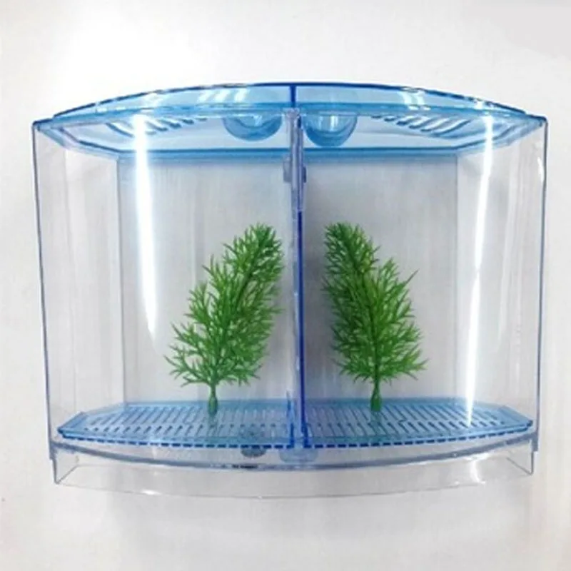 betta fish with shrimp