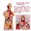 Torso hermafrodita de 85 cm con 32 piezas desmontables.