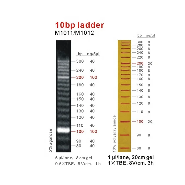 10bp dna ladder marker oem buy dna ladder marker 10bp product on alibaba com